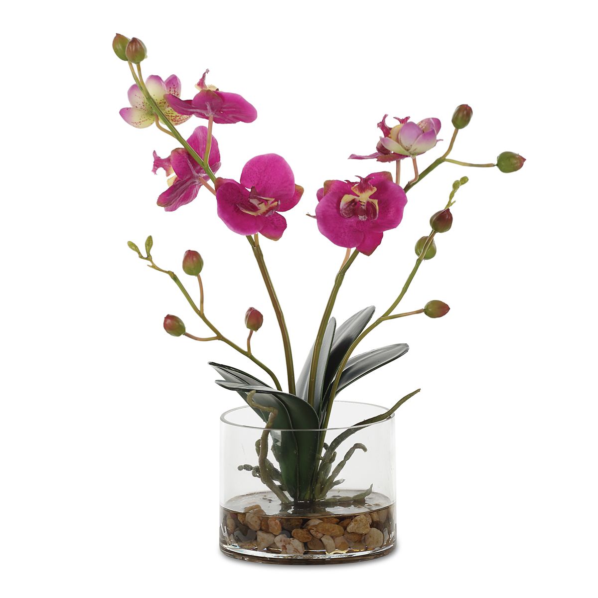 Glory Orchid, Fuschia - Revelation