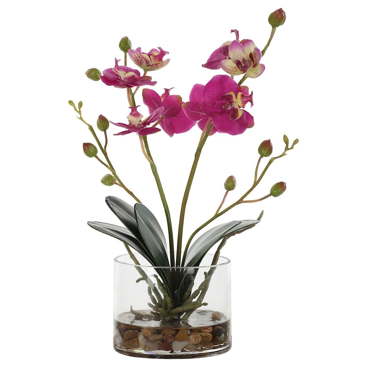 Glory Orchid, Fuschia - Revelation