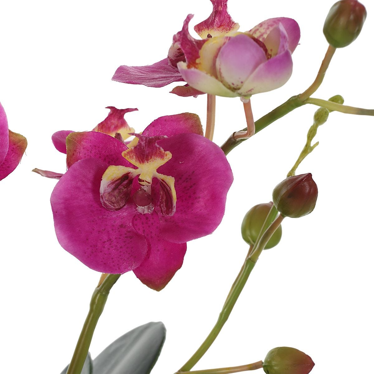 Glory Orchid, Fuschia - Revelation