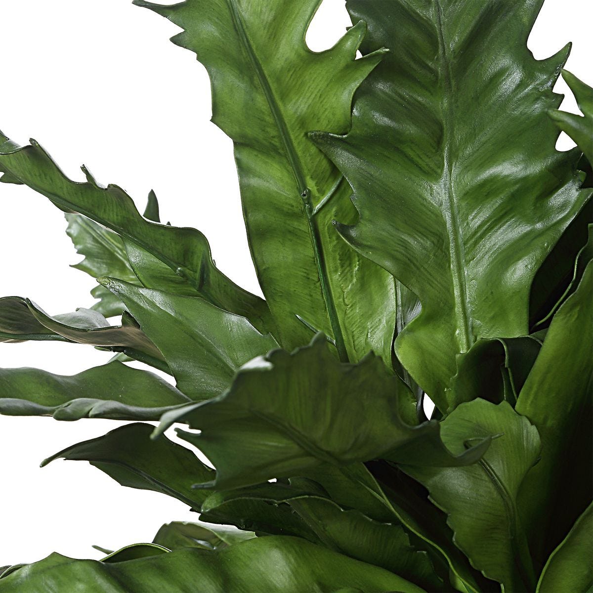 Verdure Fern view 6
