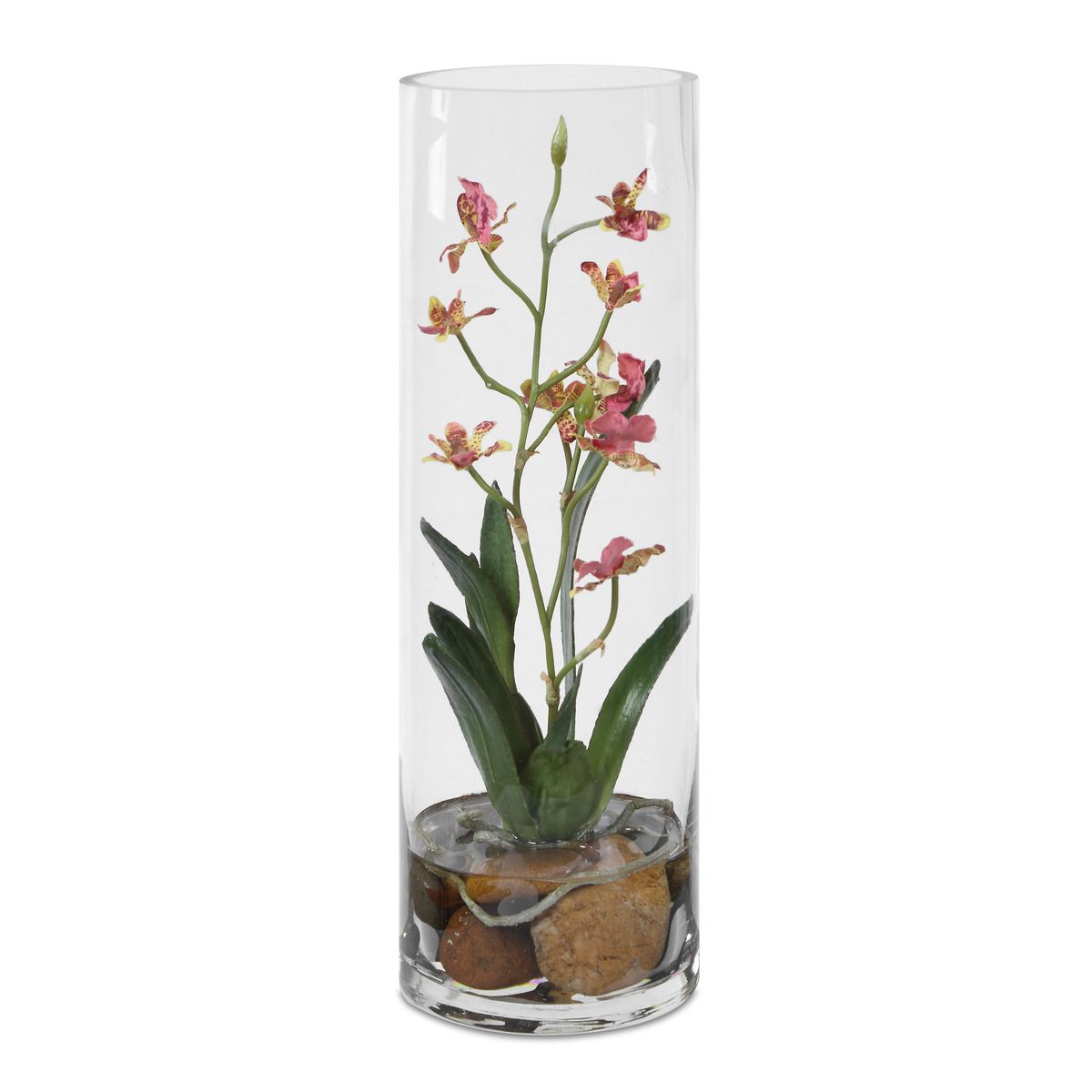 Mariposa Orchid, Pink view 2